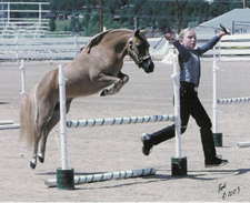 miniture horse